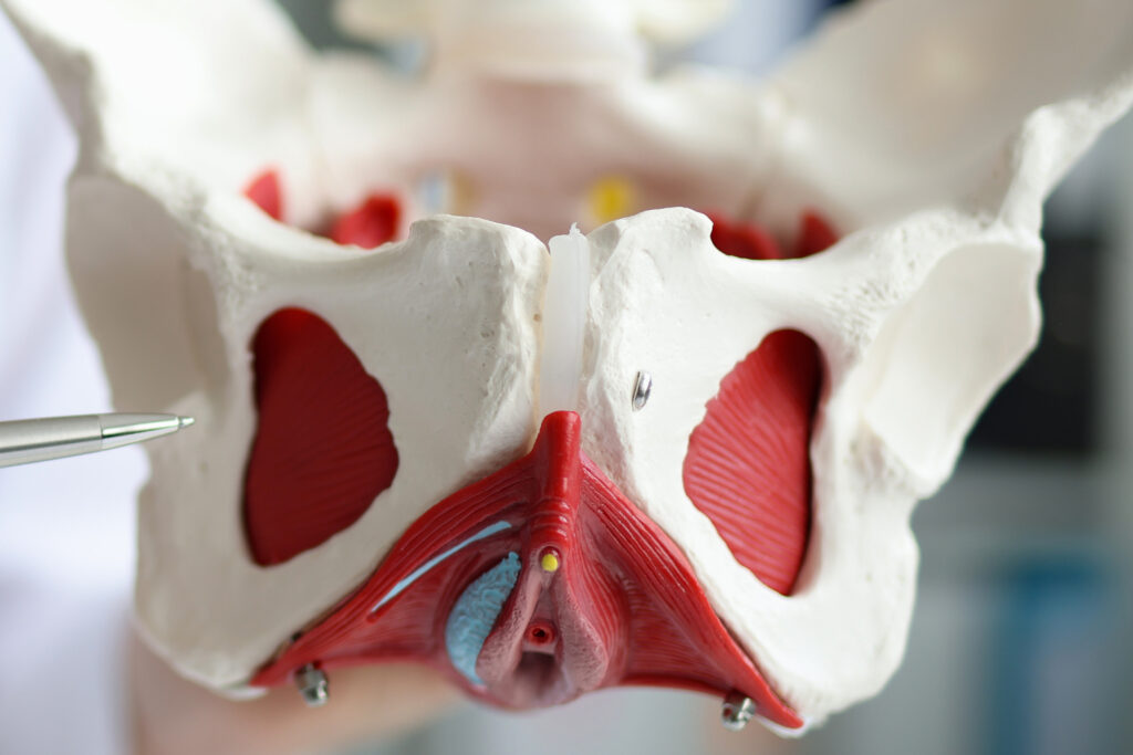 pelvic health and physical therapy